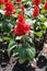 Closeup of crimson flowers of tropical sage