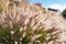 Closeup of crimson fountain grass in a field on a sunny morning. Lush green buffelgrass and flora growing in harmony on