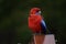Closeup of a Crimson rosella perching on the wood, blurred, dark trees background