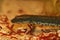 Closeup on the critically endangered Sardinian brook salamander ,Euproctus platycephalus, feeding on red bloodworms