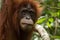 Closeup of critically endangered Sumatran orangutan Pongo abelii in Gunung Leuser National Park in northern Sumatra, Indonesia.