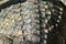 closeup Crocodile leather background