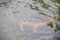 Closeup Crocodile Swims under Transparent Water