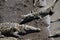 Closeup of crocodiles swimming in water or standing on shore on a sunny day