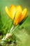 Closeup of a crocus flavus flower in front of green grass, spring background