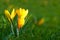 Closeup of a crocus flower growing on lush green grass during spring outdoors. Low growing yellow flowerhead blossoming