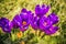 Closeup crocus flowers