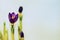 Closeup crocus on gentle background. Concept of spring, gardening, flowers. Place for your text. Romantic pattern