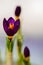 Closeup crocus on gentle background with real reflection light, real gradient, halftone. Concept of spring, spring