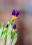Closeup crocus on gentle background with real reflection light, real gradient, undertone. Concept of spring, beauty in