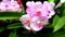 Closeup and crop beautiful pink orchid on blurry leave background