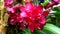 Closeup and crop beautiful red orchid on blurry leave background