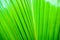Closeup and crop palm leaf background and texture in bright green color