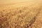 Closeup of crop Wheat plantation and the golden colored ears of wheat waiting for harvest.