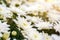 Closeup and crop white flowers in the garden in the UK park on summer