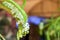 Closeup and crop white Orchid in flower pot hanging in the orchid camber on  blurry background