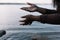 Closeup cropped dark skin woman gently touch and splashing fresh cool clear water in sea or river by hands. Copy space