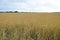 Closeup cropped image of a golden field of wheat