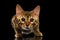 Closeup Crouching Bengal Kitty Isolated on Black