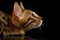 Closeup Crouching Bengal Kitty in Profile View on