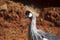 Closeup Crown Crested Crane