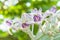 Closeup crown flower with beautiful light background