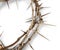 Closeup of a Crown of Thorns