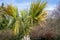 Closeup of crown of tropical palm tree Sabal Palmetto. Swamp or cabbage palm in spring Arboretum Park Southern Cultures in Sirius