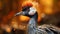 Closeup crowned crane with blurred background