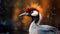 Closeup crowned crane with blurred background
