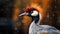 Closeup crowned crane with blurred background