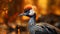 Closeup crowned crane with blurred background