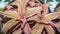 Closeup of Cryptanthus binivittus pink starling