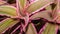 Closeup of Cryptanthus binivittus pink starling