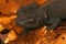 Closeup on the cryptic and endangered Tiannan Crocodile Newt, Tylototriton yangi