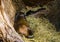 Closeup of a cuban hutia laying in the hay, large tropical rodent specie from Cuba