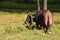 Closeup of a cuban ox with huge hornes on a green field