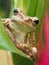 Closeup of a Cuban Tree Frog on a Bromeliad