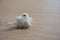 Closeup cube sugar and flies on wooden table