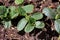 Closeup of cucumber plants growing their true leaves