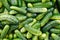 Closeup cucumbers. Green background. Cucumber background. Vegeterian