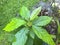 Closeup of cultivated younger tree plant of avocado persea americana growing in the garden