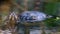 Closeup of a cumberland slider turtle swimming in the water and looking in the camera, tropical reptile specie from America