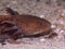 Closeup on the cupper colored neaotenic , gilled, Mexican Axolotl, Ambystoma mexicanum