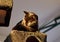 Closeup of a curious Bombay cat lying on the scratching post