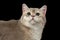 Closeup Curious British Cat with green eyes Looking up isolated