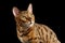Closeup Curious Face Bengal Cat Looking up, Isolated Black Background