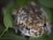 Closeup of Curious Garden Toad