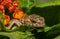 Closeup of Curious Gecko In A Colorful Garden