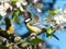 Closeup of curious Great tit Parus major sitting on the branch in an apple tree white and pink flowers in the spring and blue